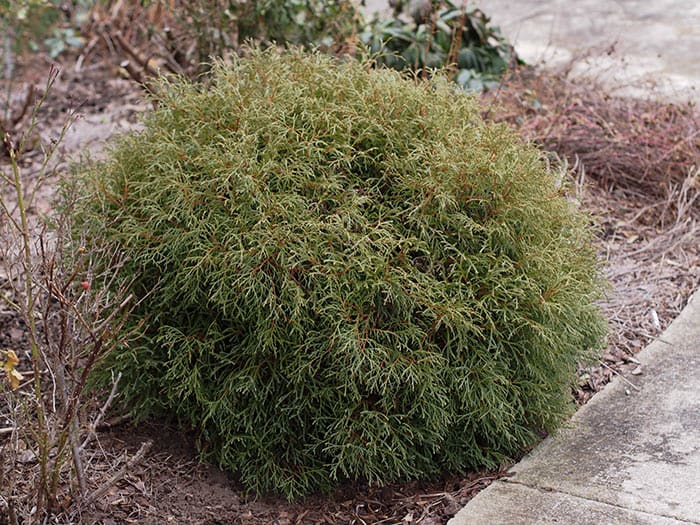 Conifers for Gardens: Our Top 11
