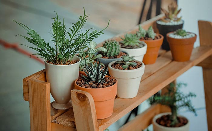 Houseplants for Small Spaces