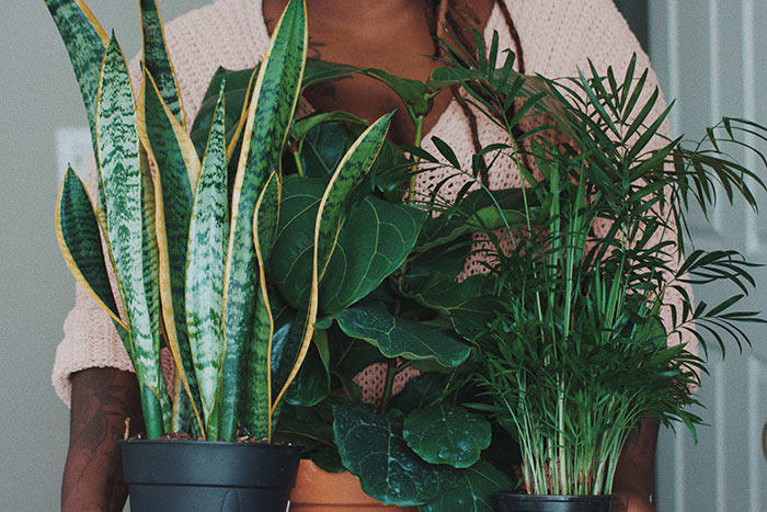 Add Garden Style Indoors with a Large Houseplant