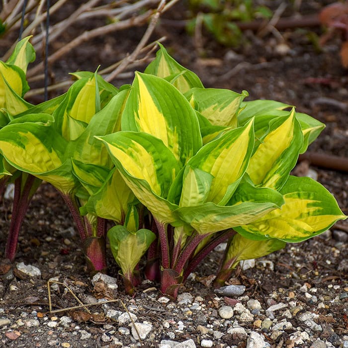 The 2022 Hosta of the Year