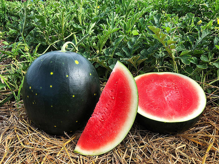 Quick to Ripen, Seedless Fruits Make Century Star Watermelon a Winner