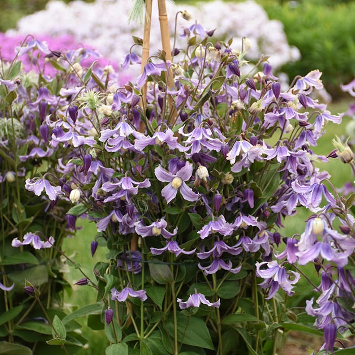 A Fool-Proof Clematis That's Easy to Accommodate