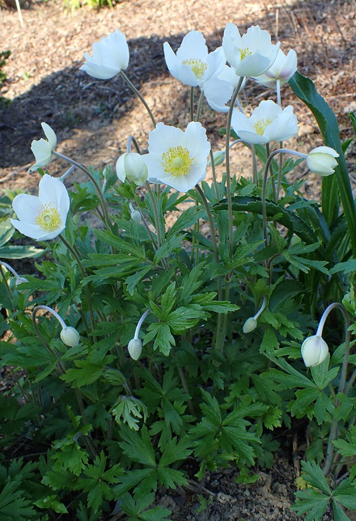 Snowdrop Anemone Is a Pretty Spring Flower for Shade