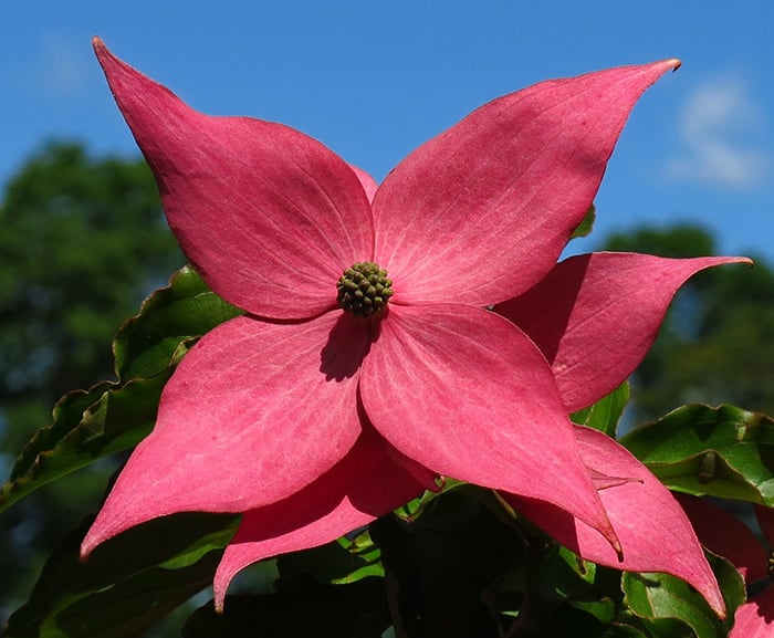 Scarlet Fire Is a Healthy Kousa Dogwood for Small Spaces
