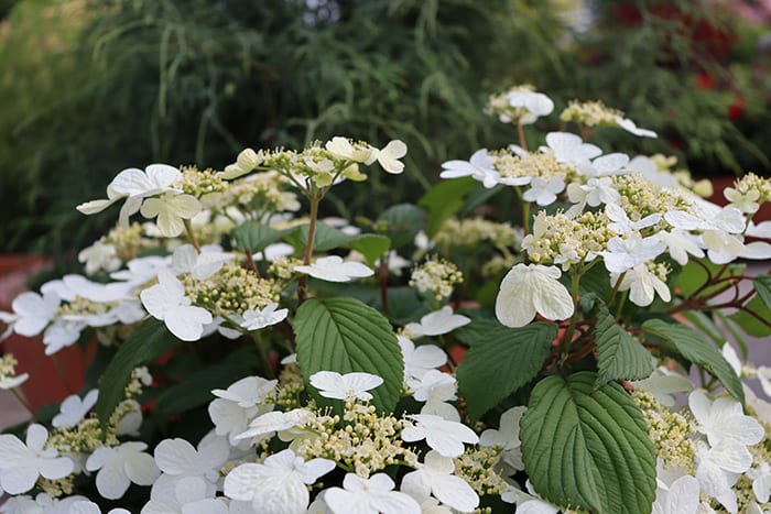Steady Eddy Is a Doublefile Viburnum Suited to Small Gardens