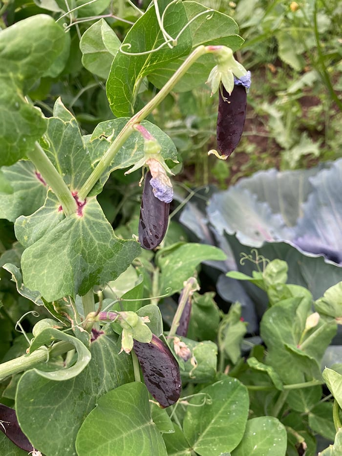 Purple Vegetables for Flavor and Garden Beauty