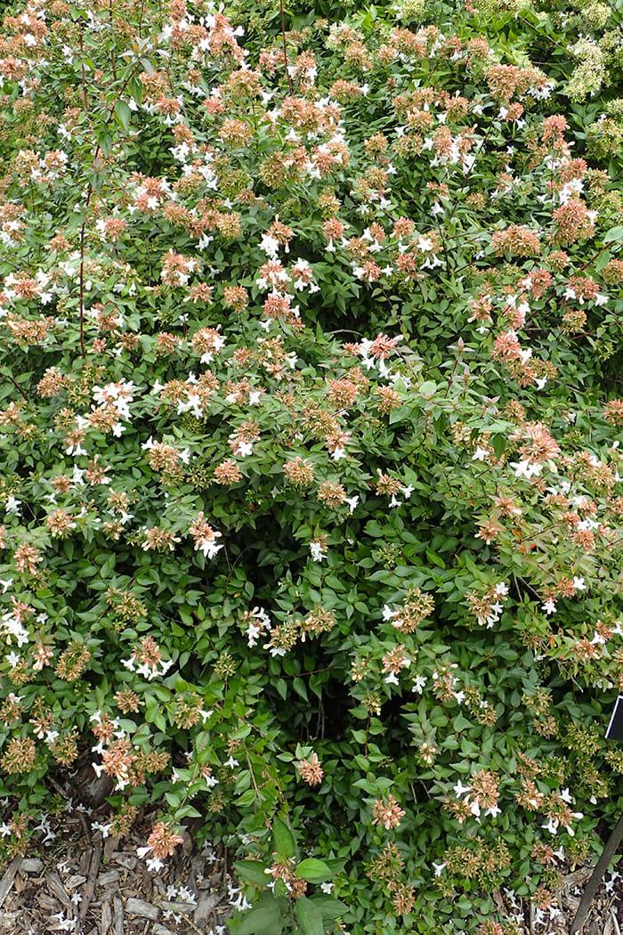 Try This Abelia As a Replacement for Boxwood