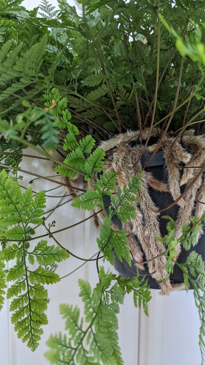How to Grow and Repot Rabbit's Foot Fern