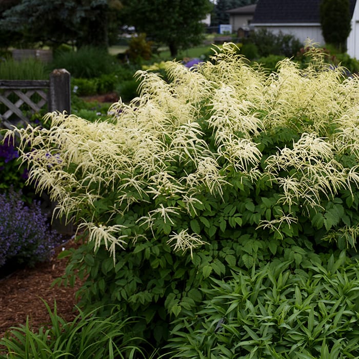 9 Reasons to Plant Large Perennials Instead of Small
