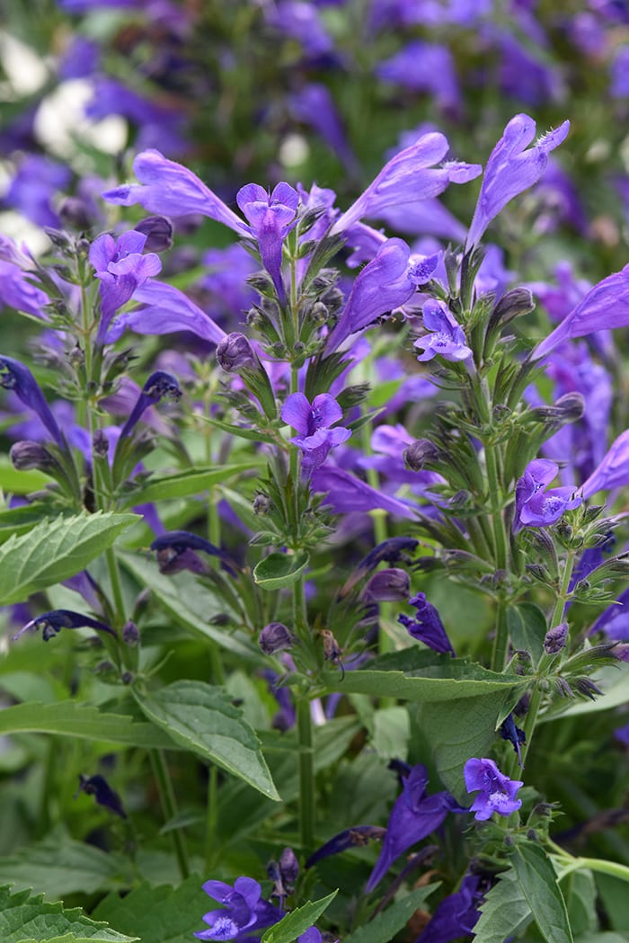 Prelude Purple Catmint Offers a Tidy Shape and Lasting Flowers