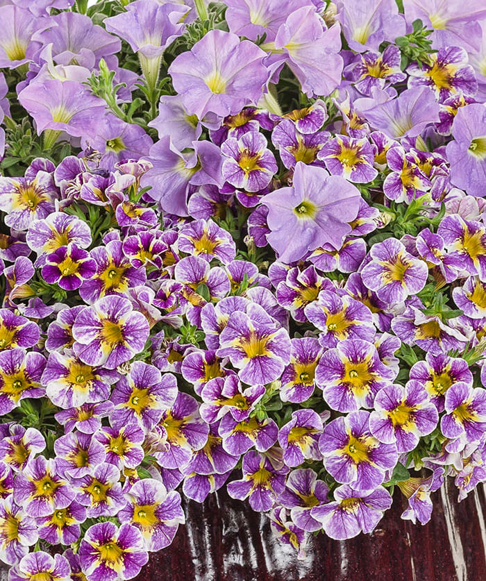 How to Garden With Multicolored Flowers
