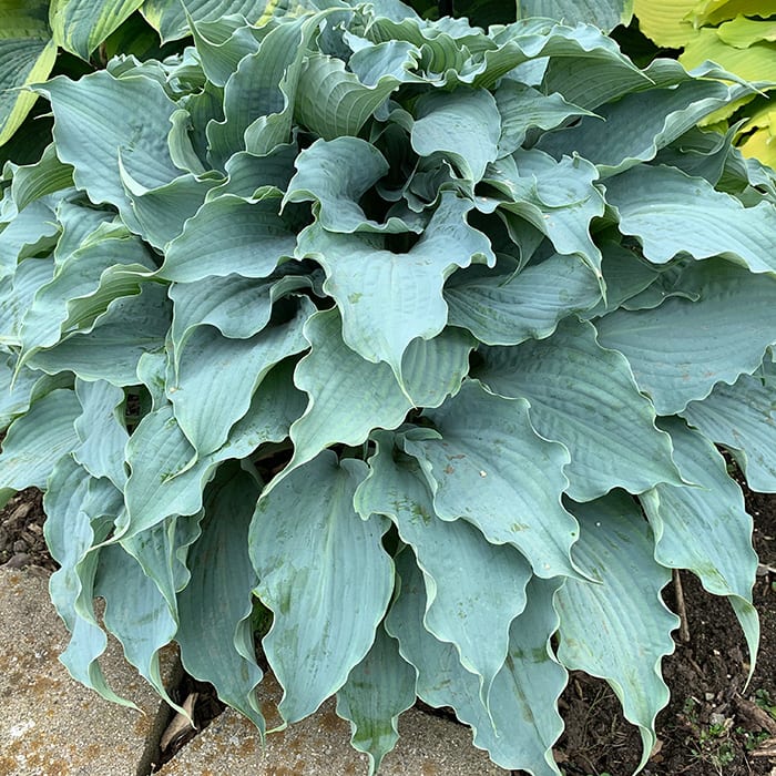 Dancing with Dragons Is a Solid Blue Hosta