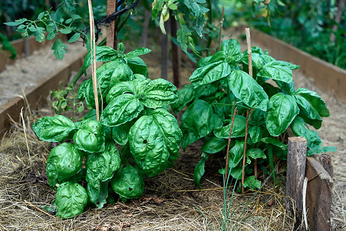 Tips on Growing and Using Basil