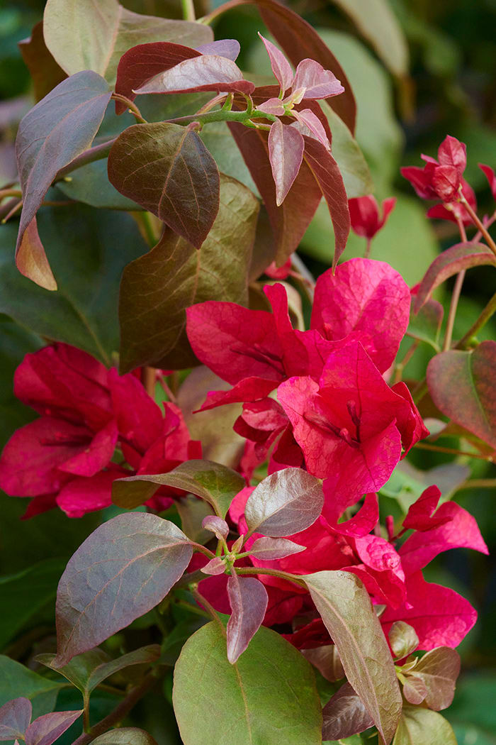 Bougainvillea Burgundy Queen Shines in Flower and Leaf