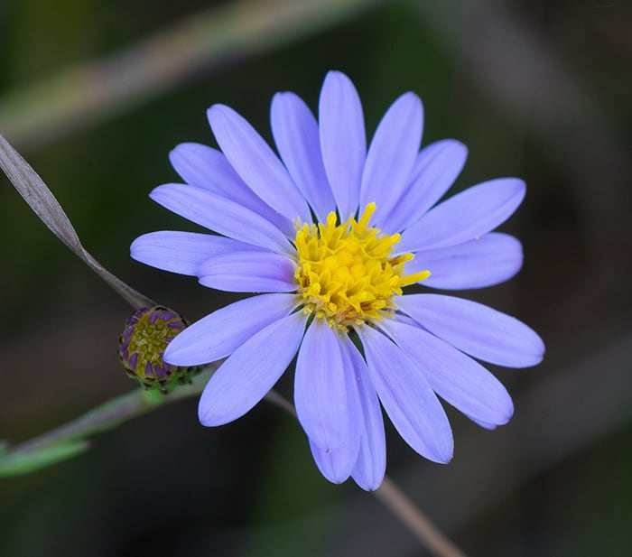 Tips on Growing Native Asters, Plus a Few of the Best