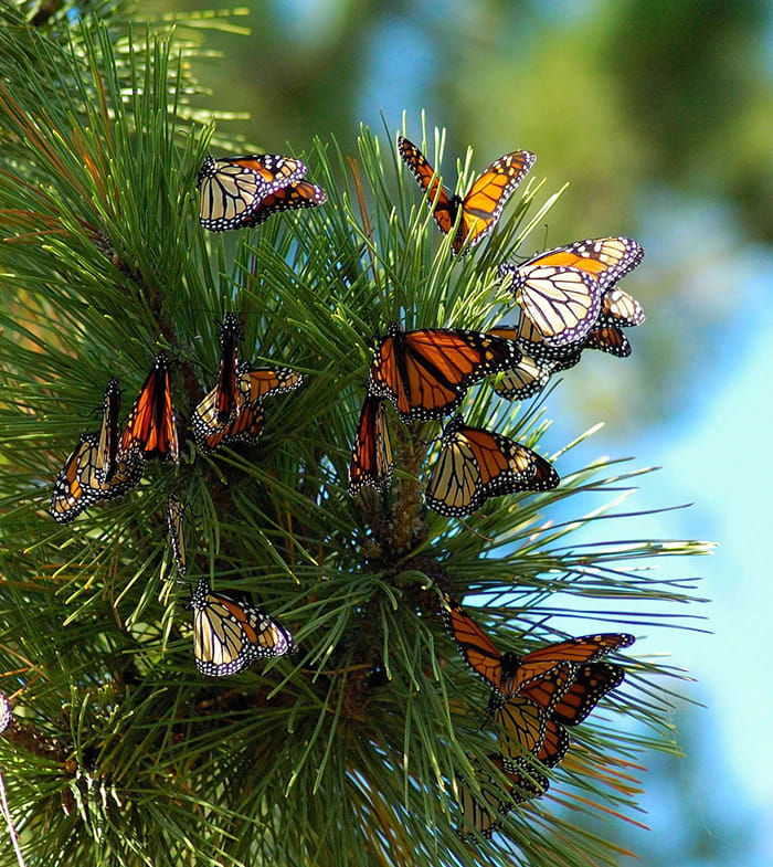Monarch Migration May Be Hampered by Nighttime Lighting