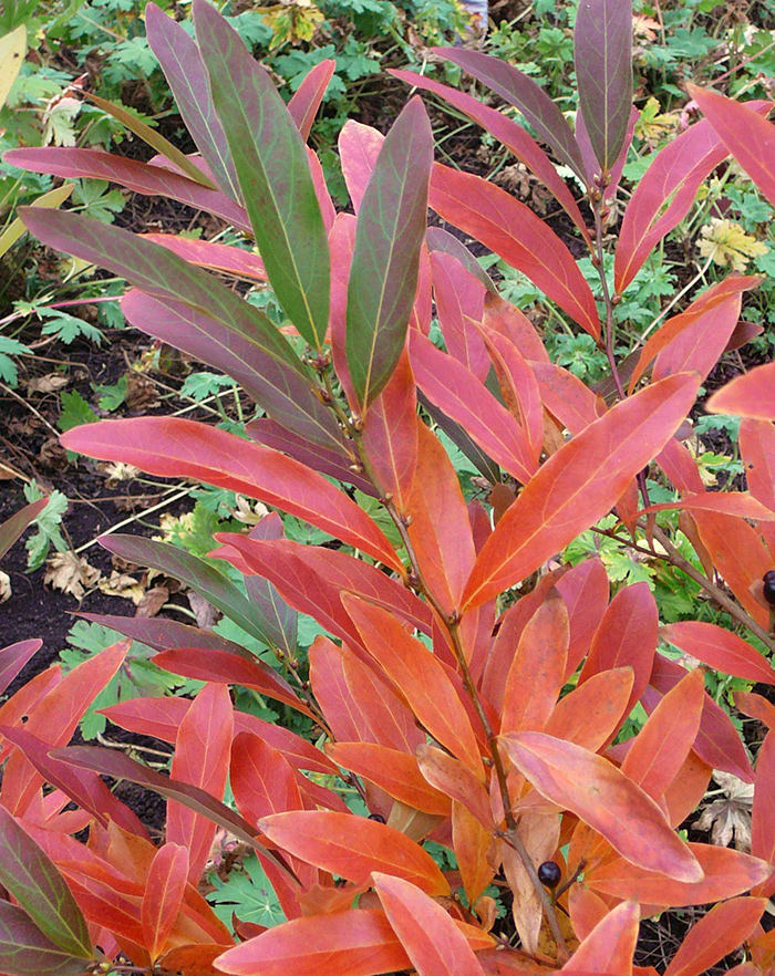 Shrubs and Perennials to Plant for Fall Color