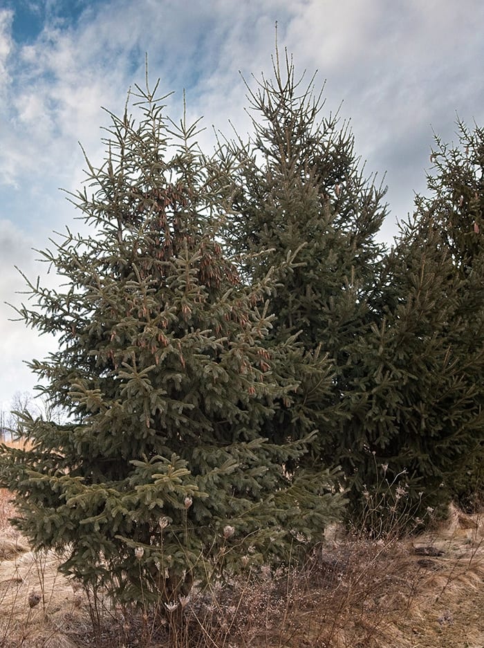Find a Hardy and Handsome Evergreen in Black Hills Spruce