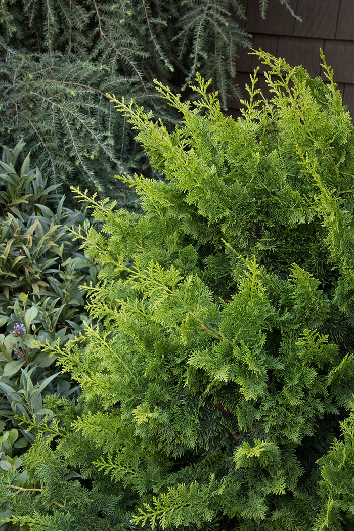 Jade Waves Falsecypress Is a Compact Evergreen with Character