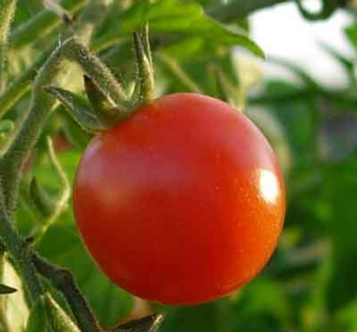 Tomato Fertilizer on Fertilizing Container Grown Tomatoes  Peppers And Other Edible Plants