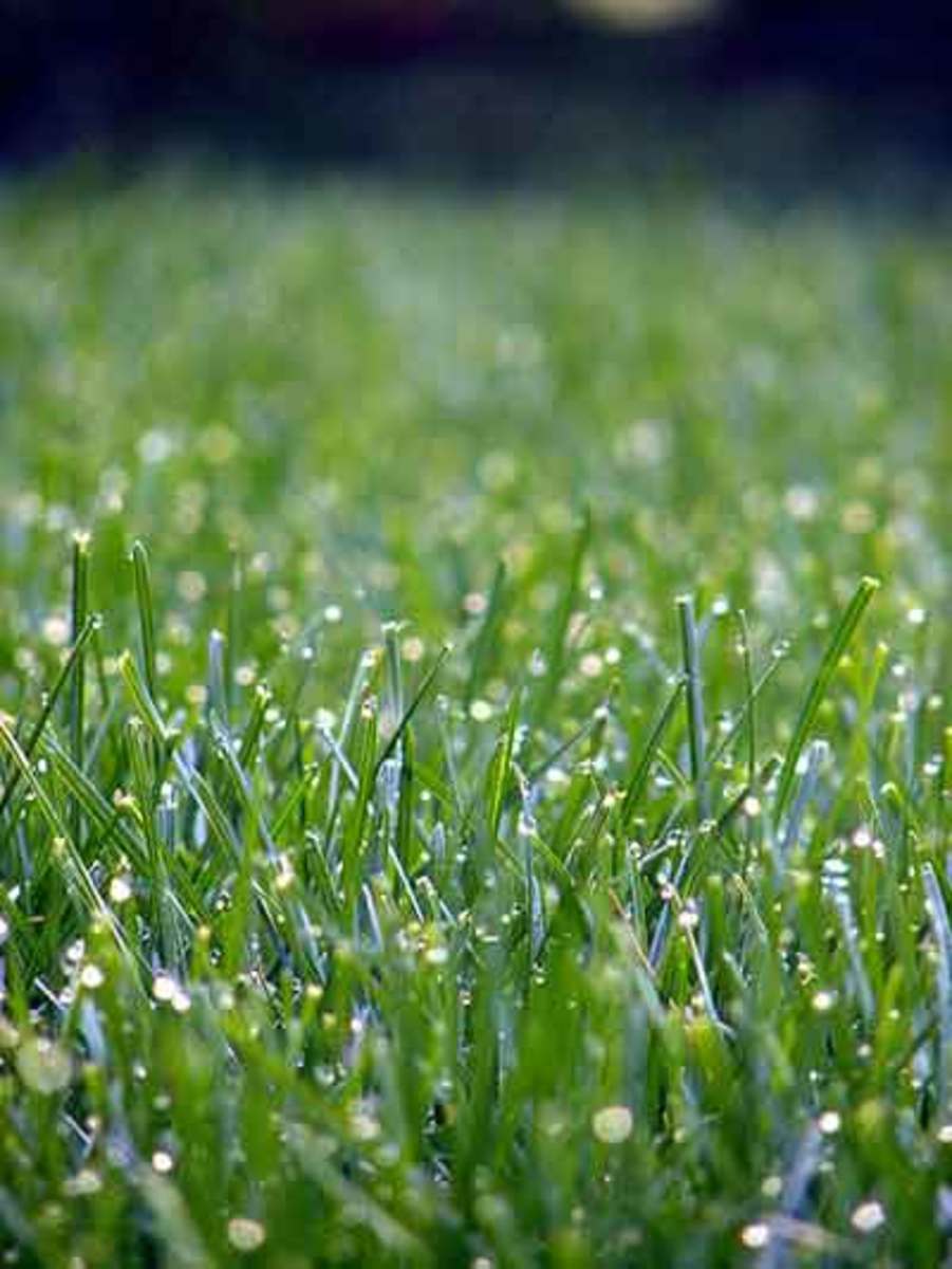 Lawn Fertilizer on Fall Lawn Care Reminders   Horticulture