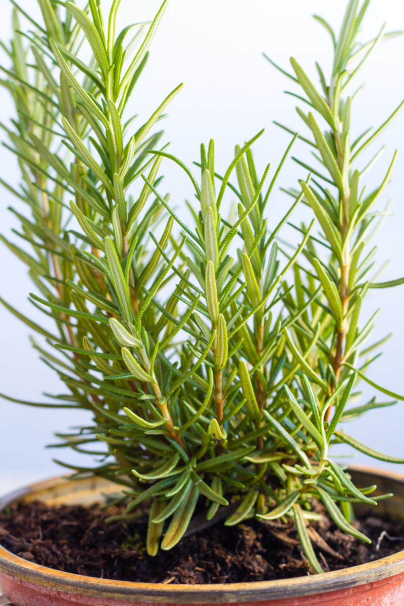 How to Grow Rosemary Indoors - HorticultureHorticulture