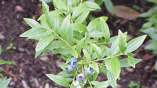 lowbush blueberry (vaccinium angustifolium)