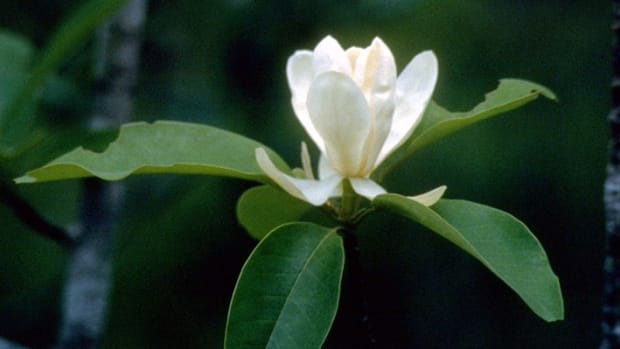 Sweetbay Magnolia (Magnolia virginiana)