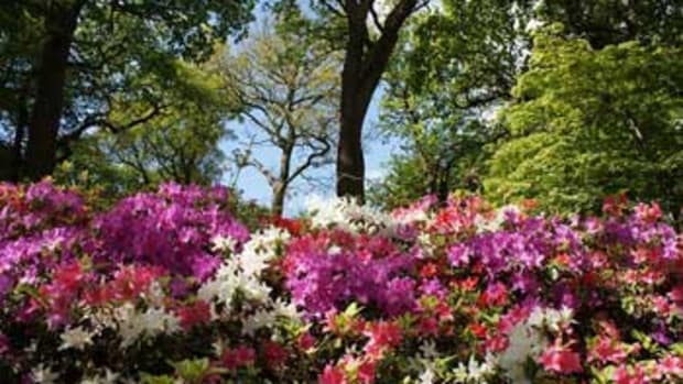 Summer-Blooming--Azaleas