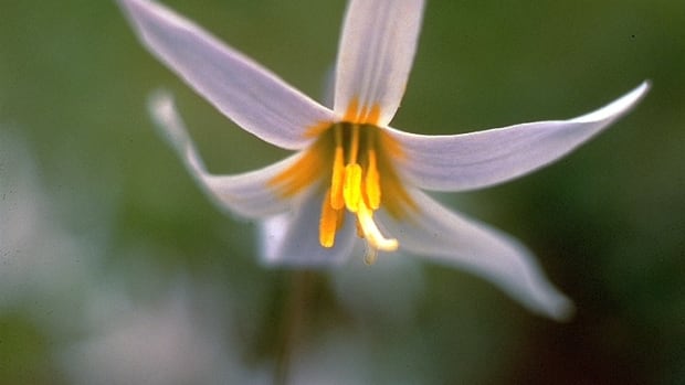 Trout Lily (Erythronium albidum)
