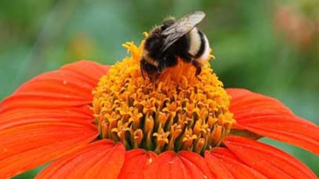 799px-Bumblebee_on_Echinace