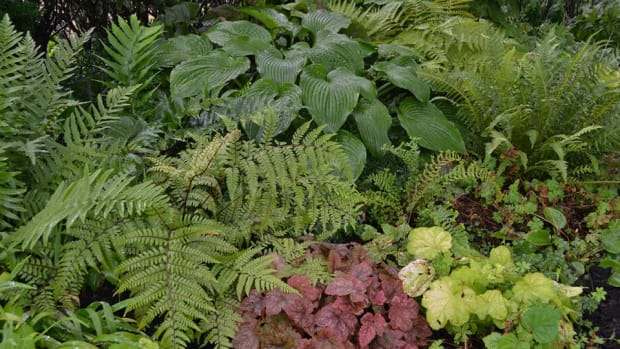ferns and coral bells