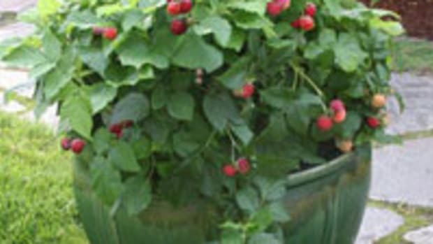 raspberry shortcake bush