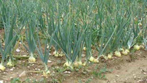 Onion Field