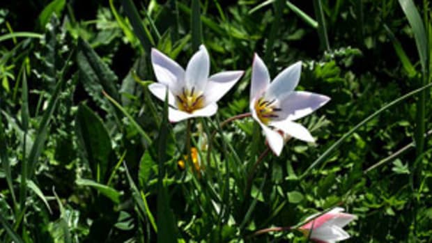 species tulip tulipa clusiana