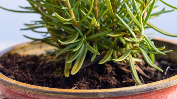 Grow Rosemary Indoors