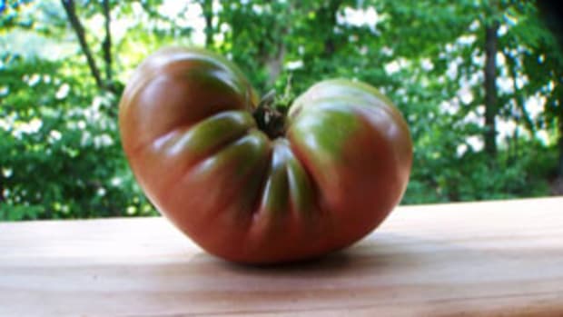 oxheart tomato