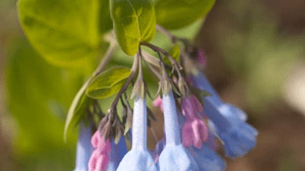 spring ephemerals virginia bluebells