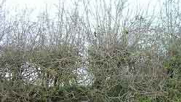 Deciduous hedge in winter