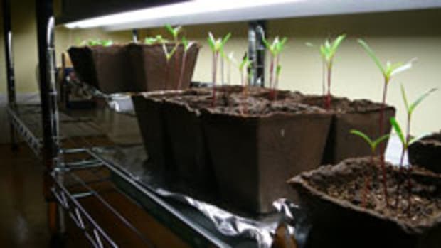 seedlings under lights
