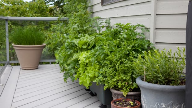 Basil is one of many plants that will keep unwanted insects away. You can also grow lavender or lemongrass. Photo credit: GettyImages