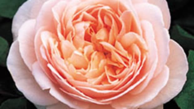 Sweet Juliet rose
