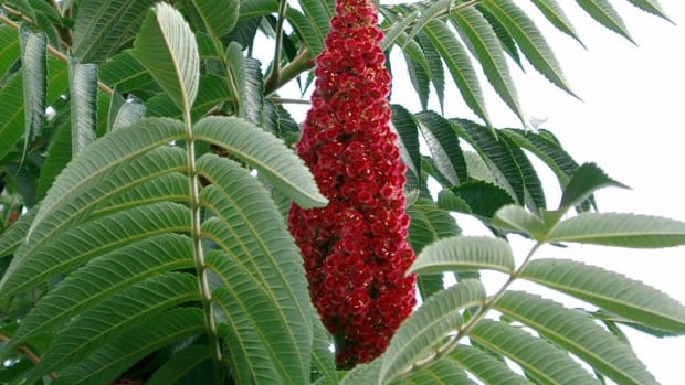 Is there a safe, easy way to control staghorn sumac (Rhus typhina)?