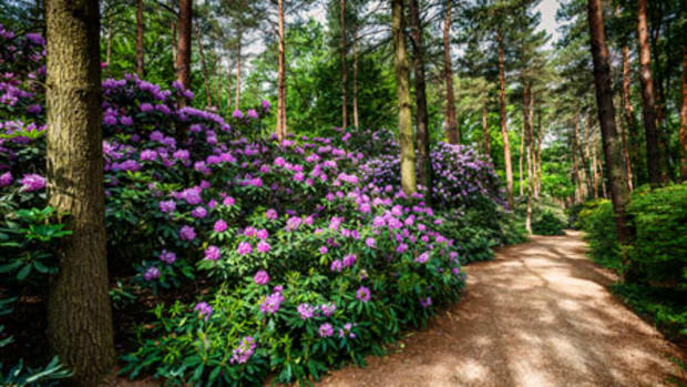 Rhododendrons are one example of a plant that requires a certain soil pH. They prefer acidic soil.
