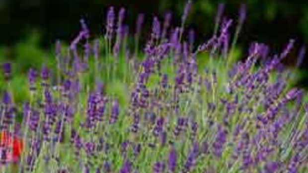 Lavender plant Lavandula