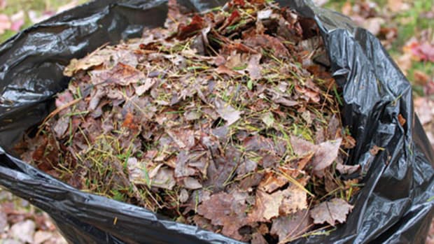 Fallen leaves and the last grass clippings of the season make a great start for a compost pile. Image copyright Niki Jabbour.
