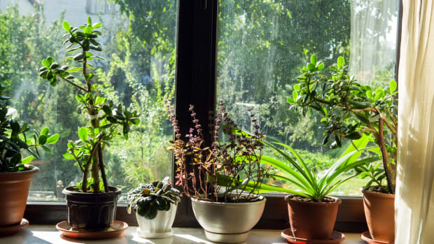 Caring for house plants