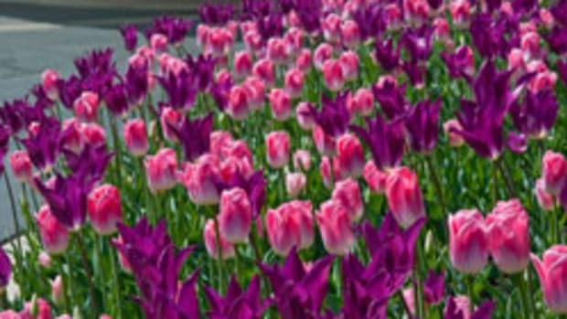 colorblends tulips