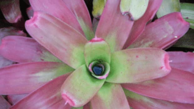 bromeliads and mosquitoes