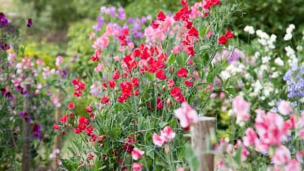 old-fashioned flowers sweet peas